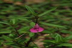 Impatiens diversifolia
